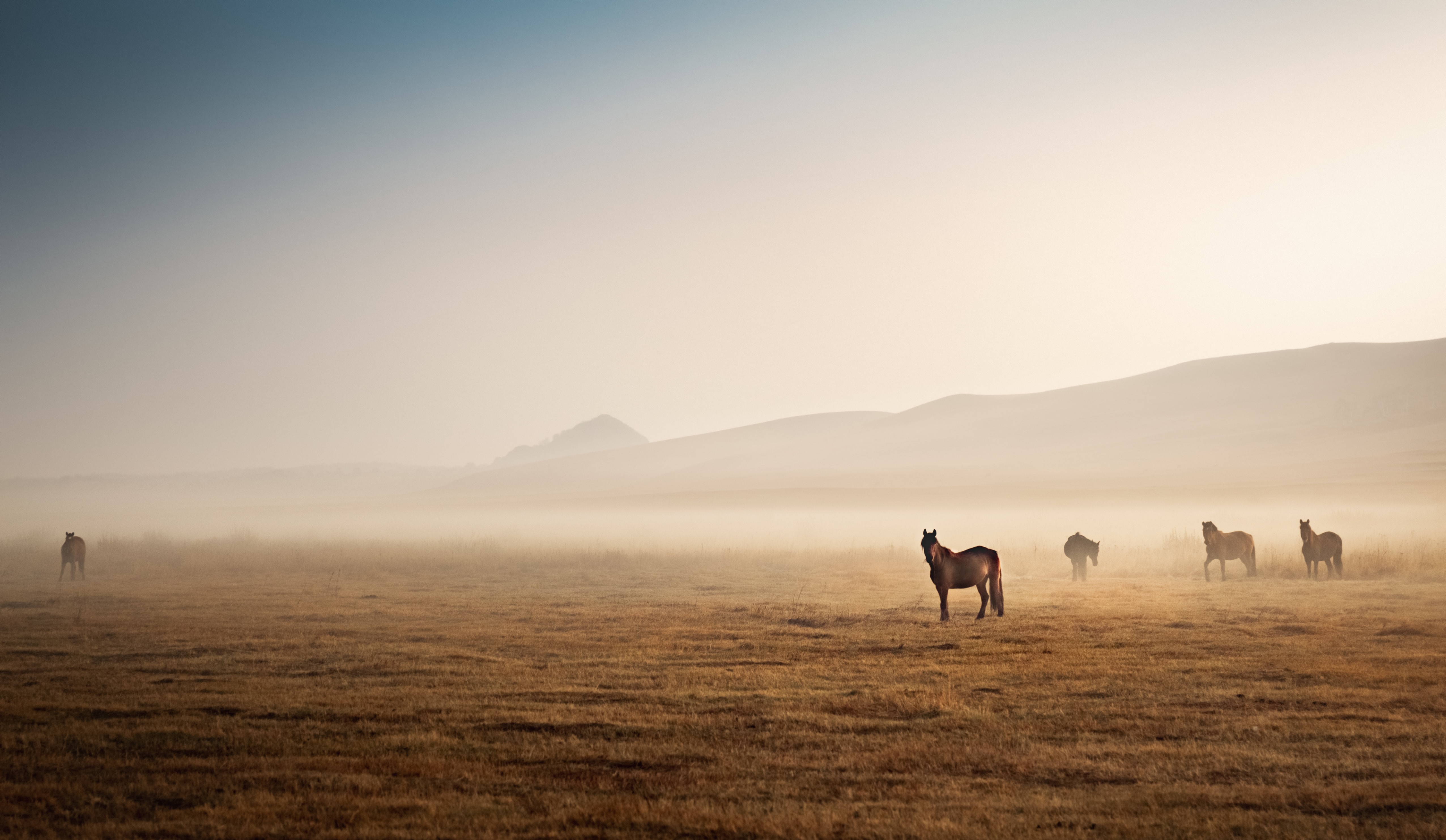 High Horses