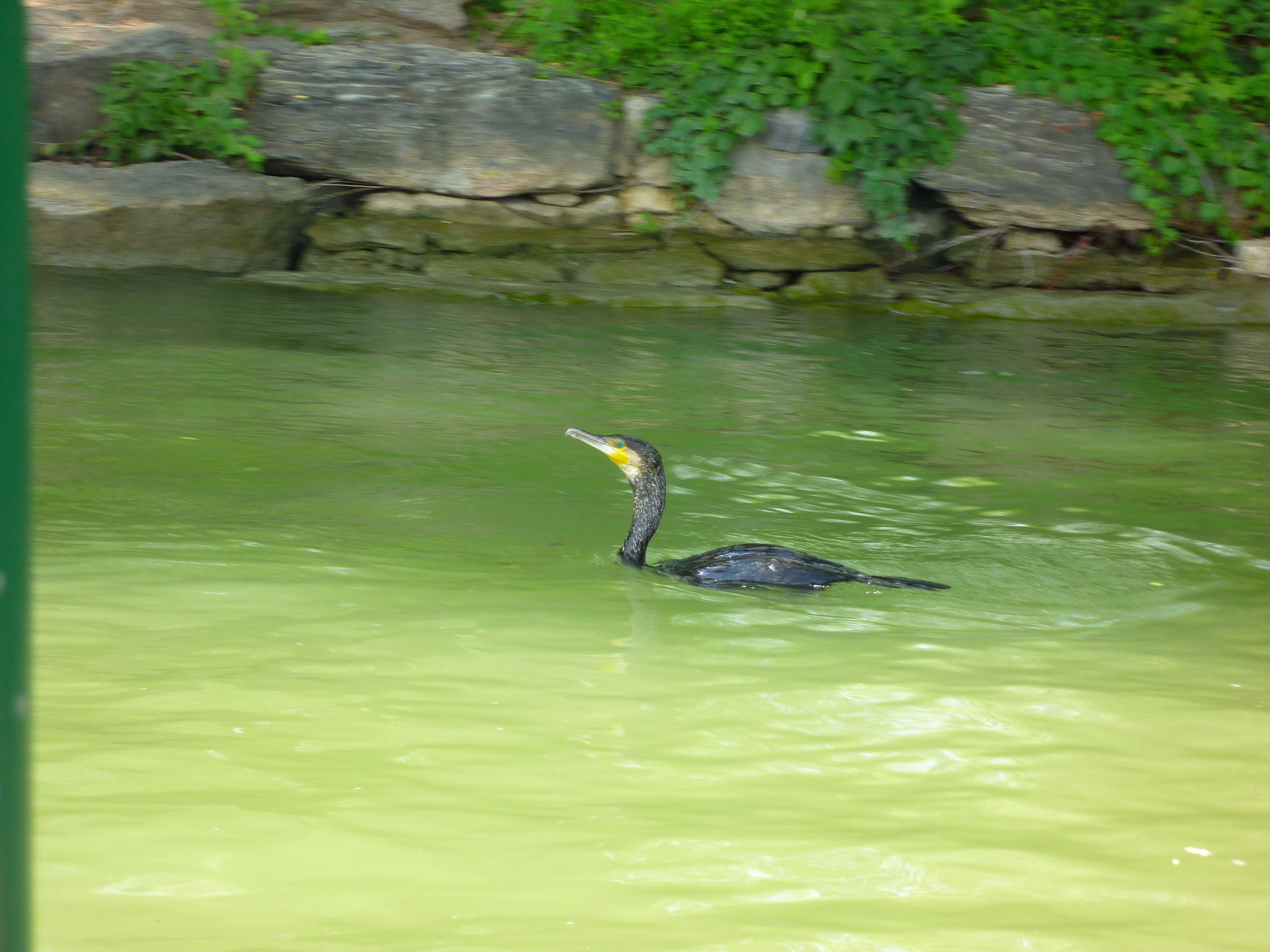bonusduck